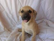 🆘 Notfall Welpe Zoro 🆘 - Eislingen (Fils)