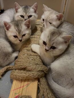 Reinrassige Britisch Kurzhaar Kätzchen - Hamburg