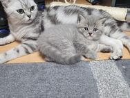 2 Britische Kätzchen (Mädchen und Junge) - Neuwied