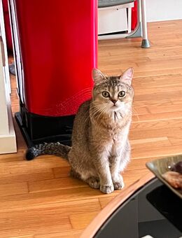 BKH Katze Abzugeben - Düsseldorf