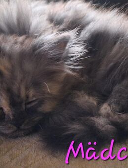 Wir 4 suchen ein liebevolles zu Hause - Zwickau