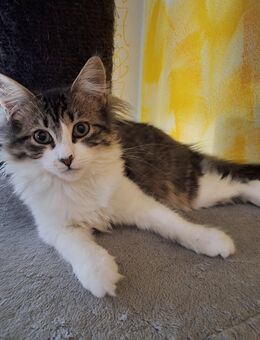 Norwegische Waldkatze - Treuchtlingen