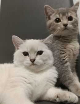 BKH Mix Kitten - Osnabrück