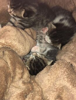 Kitten Mischlinge - Waldstetten (Baden-Württemberg)