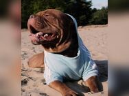 Old english bulldog rüde sucht ein zu Hause auf Lebenszeit - Berlin Charlottenburg-Wilmersdorf