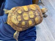 Spaltenschildkröten mit Papieren 1.3 Adult selten - Schlüchtern