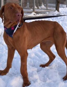 Jada - anhänglich und lebensfroh - Süderbrarup