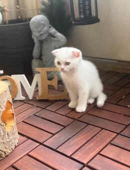 Süßes weißes Kitten – verspielt & stubenrein - Berlin
