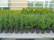 25 Taxus baccata Heimische-Eibe 20-30 cm Baumschulware Hecke - Velbert