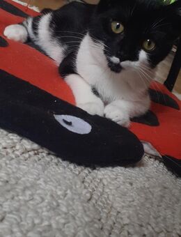 Verkaufe süße kleine Katze Flauschie - Buchholz (Westerwald)