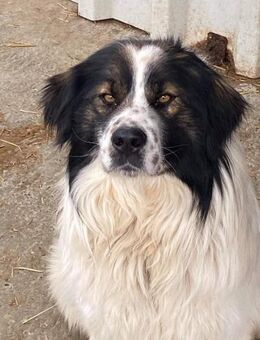 Hübscher Samson sucht tolles Zuhause - Neuberg