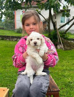 Wunderschöne Lagotto Romagnolo-Welpen mit Stammbaum suchen ein liebevolles Zuhause - Gmund (Tegernsee)