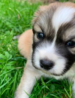 Hunde Welpen (Mischling) - Rehling