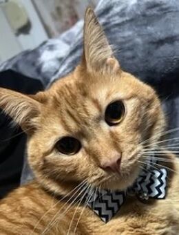 Akanto, geb. ca. 05/2021, GRIECHENLAND - Markdorf