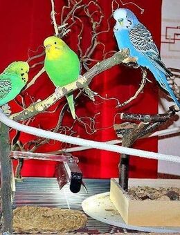 Suche Wellensittich mit Käfig - Bitterfeld-Wolfen