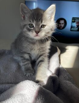 Baby-Kätzchen 🐾 - Bottrop
