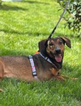 Dackelmix Lea - Ellerbek