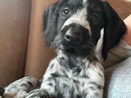 Welpen Hund - Herzebrock-Clarholz