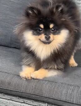 Süßer Black-Tan Zwergspitz/Pomeraner Rüde „Baloo“ sucht ein liebevolles neues Zuhause 🐾❤️ - Bieberehren