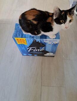 Glückskatze - Augsburg