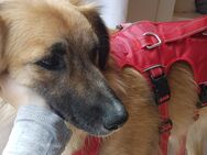 wunderhübscher, junger Hund Olaf auf Pflegestelle bei München sucht ein Zuhause :) - Schäftlarn