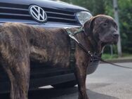Ronja sucht ein gutes Zuhause.