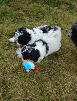 4 Wunderschöne Maltipoo Welpen 11 Wochen Alt - Winsen (Aller)