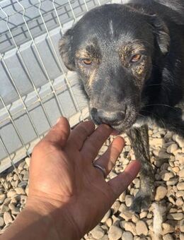 Nia sucht ihr Glück - Celle