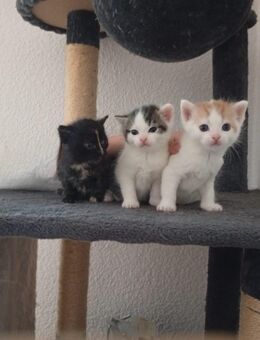Hauskatze, Kitten - Krauthausen