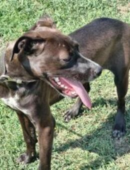 Hailey wartet auf ihre Chance - Nordwalde