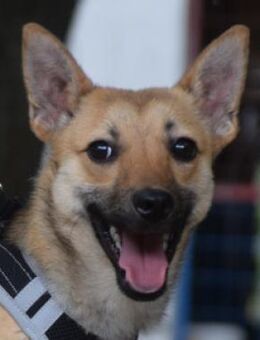 Kimo - verschmust & lieb - Lohmar