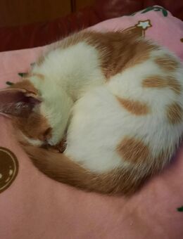 Süsse Kitten dürfen umziehen - Dorfen