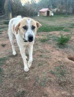 neugieriger Justin Ein junger Rüde - Eixen