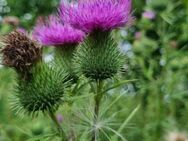 Gewöhnliche Kratzdistel (Cirsium vulgare) - Horgenzell