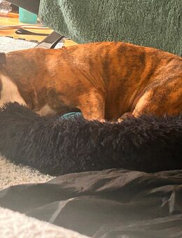 Hunde sucht neue Haus - Leipzig Südwest