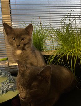 Zwei süße Katerchen suchen ein liebevolles Zuhause 🐾 - Ravensburg