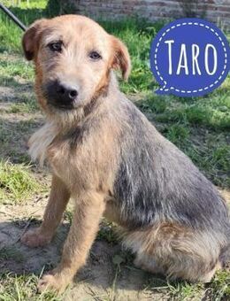 Taro ein absoluter Engel - Flörsheim-Dalsheim