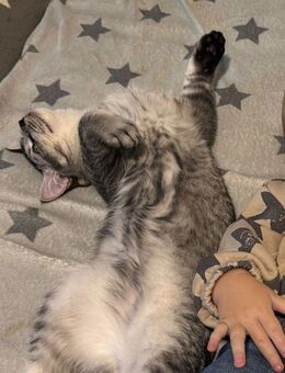 Pumba sucht ein neues Zuhause BKH/EKH Mix - Dortmund