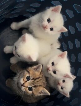 Bkh/Türkisch Angora Kitten - Dormagen