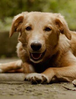Zarte KARAMEL möchte Familie haben - Bad Bevensen