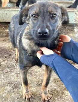 ORLANDO ~mit seinen tollen braunen Augen - Duisburg