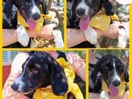 Maris Welpe Jagdhund Mischling Hündin - Margetshöchheim