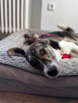 Zauberhafte Bini sucht ihre Menschen - Hamburg