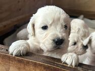 Golden Retriever Welpen, Showlinie, mit Papieren - Bösdorf