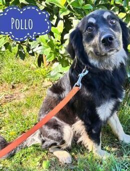 Pollo ein Engel auf 4 Pfoten - Flörsheim-Dalsheim