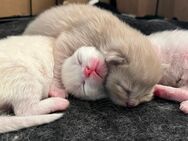 Ragdoll Kitten Sonntagskätzchen - Arnstadt