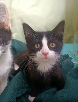 Baby Samtpfoten suchen Neues Zuhause - Berlin Mitte