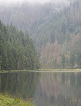 Seite an Seite... Suche Dich (um die 60 Lenze jung)! - Dissen (Teutoburger Wald)