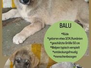 Balou sucht ein liebevolles Zuhause - Schwerte (Hansestadt an der Ruhr)