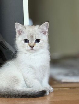 Wunderschöne Kitten suchen liebevolles zu Hause - Leipzig